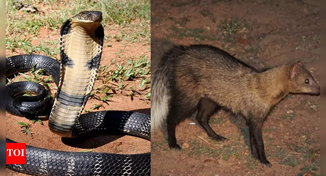 King cobra vs White-Tailed mongoose: Key characteristics on the basis of size, venom, speed and more |