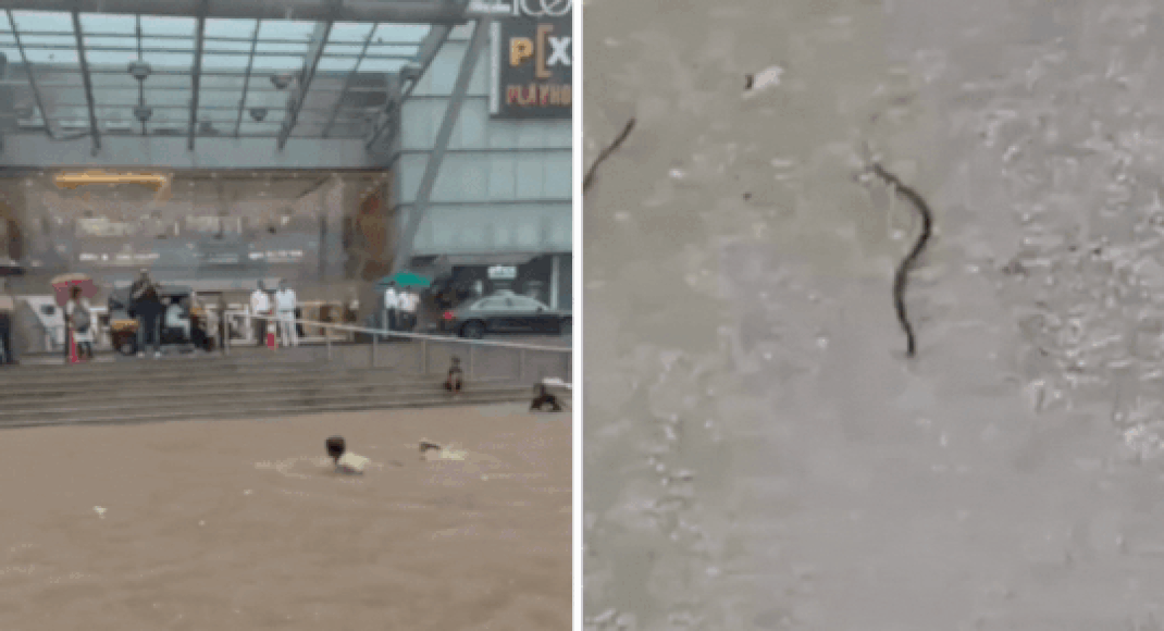 Snakes slithered, trees uprooted, rivers overflowed: What Mumbai rains did to the city – watch 10 videos that wreaked havoc | India News